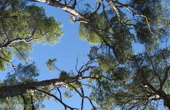 Forêt méditerranéenne: le réveil sonne pour la belle endormie