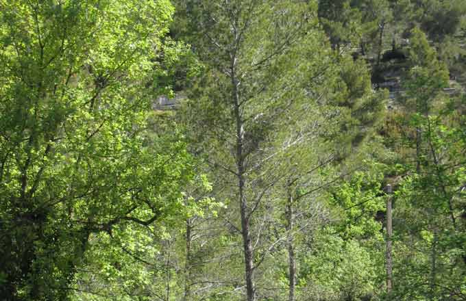 Forêt de pins d’Alep et de chênes verts dans les Bouches-du-Rhône (crédit photo: D. Afxantidis/Forêt Méditerranéenne)