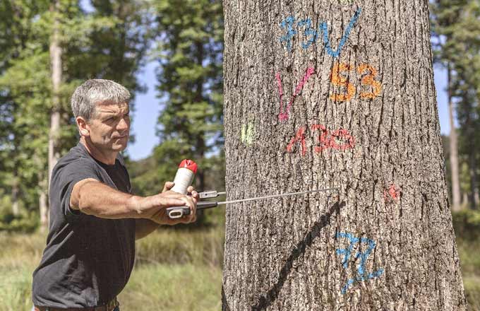 Le groupe Charlois examine le fût d’un chêne centenaire en forêt de Vierzon, à la veille d’une vente par appel d’offres sur soumissions organisée par l’Office national des forêts