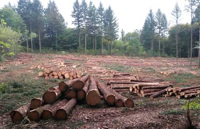 Forêt du plateau de Millevaches. Coupe rase d’épicéas de Sitka de 50 ans