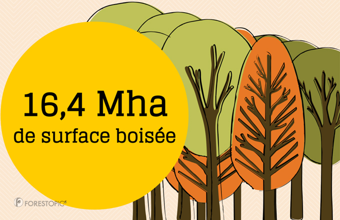 50 indicateurs pour des forêts françaises en expansion, et sous surveillance
