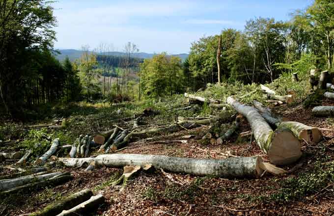 Dans le Morvan, une coupe rase condamnée par la justice et réprouvée par les entrepreneurs de travaux forestiers