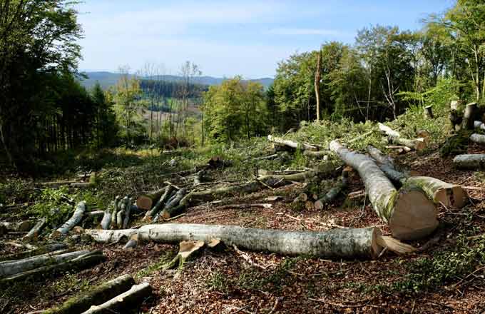 Coupe en forêt dans le Morvan (photo: droits réservés)