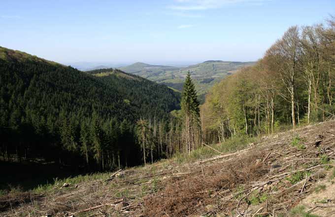 Coupes rases: le parc naturel régional du Morvan saisit le Conseil d’État