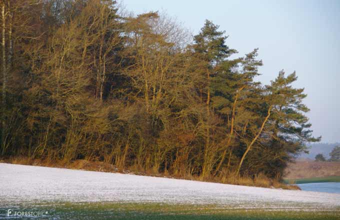 La forêt noyée dans le budget de l’agriculture