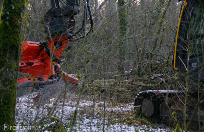 Les quantités de bois commercialisées par une coopérative peuvent aller de 5 000 à 3 millions de mètres cubes par an