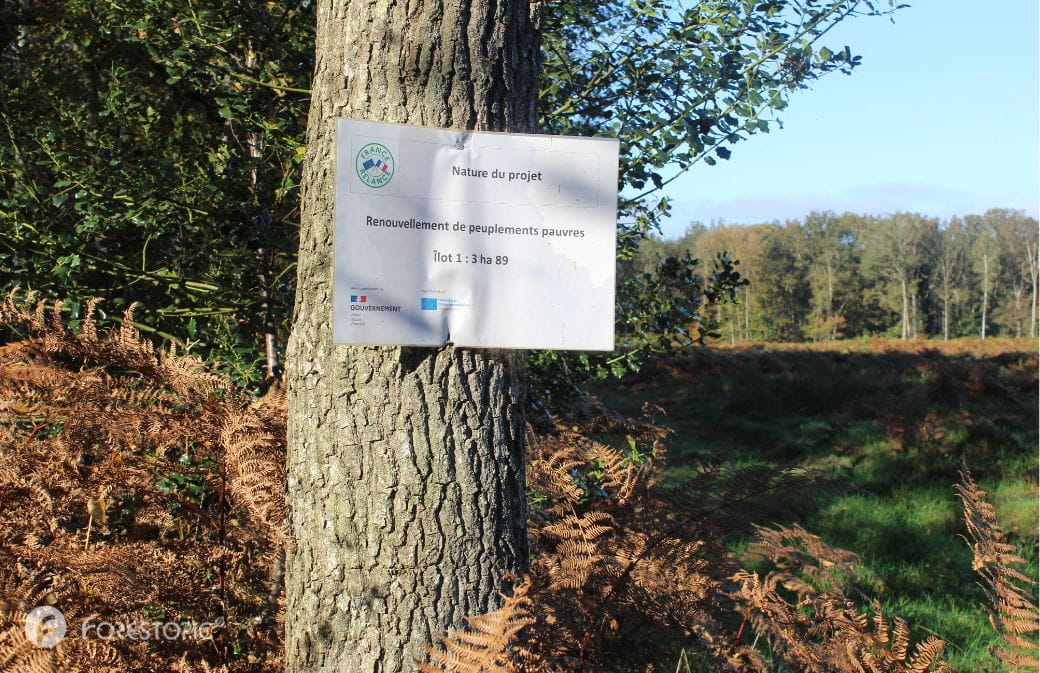 Parcelle en cours de régénération avec des aides du programme de renouvellement forestier (crédit photo: CC/Forestopic)