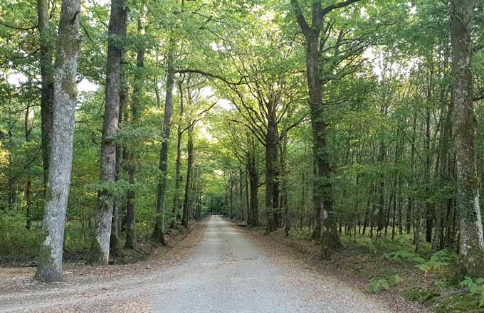 France Valley a remporté la forêt de la Saucelle (photo: droits réservés)