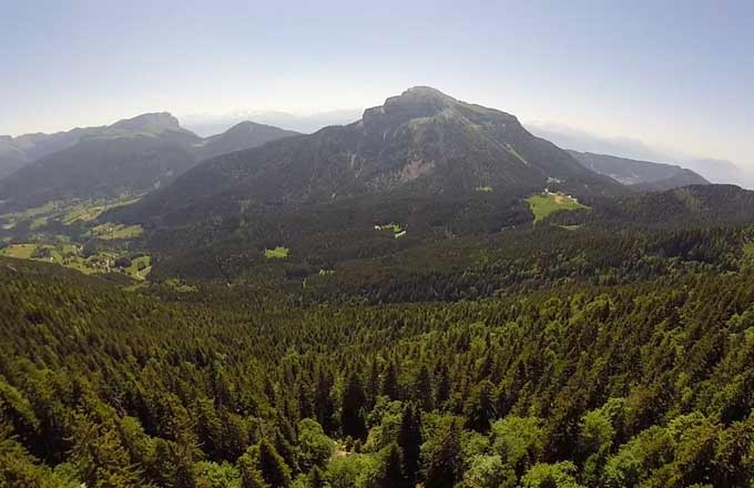 Sapinière en forêt de Grande Chartreuse