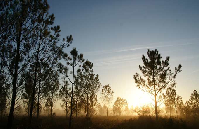 Reboisement: vers un taux d’aides sur mesure dans le massif des Landes de Gascogne?