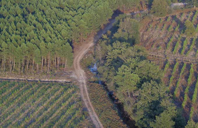 Une stratégie proposée pour le massif des Landes de Gascogne