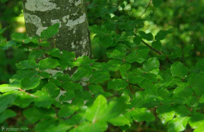 La pollution de l’air par le mercure présente des variations saisonnières similaires à celles du CO2