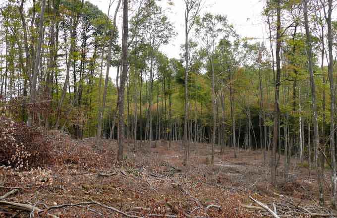 Travaux d’amélioration de peuplement forestier mélangé chêne, hêtre, châtaignier, massif de Chambaran