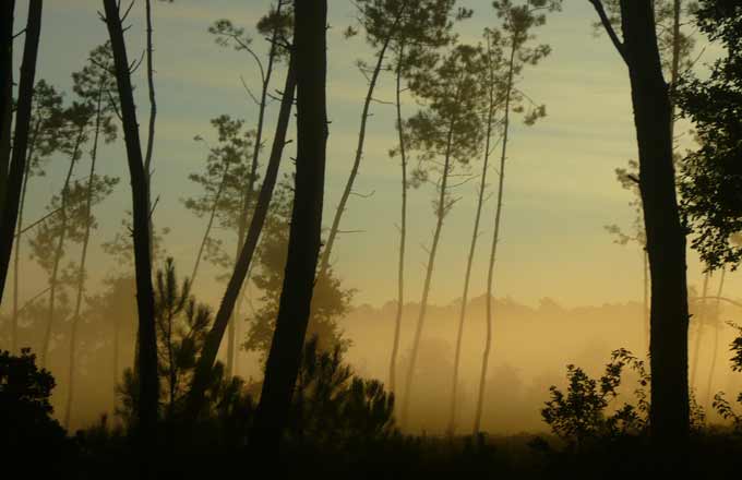 Gestion des forêts de collectivités: le monopole de l’ONF écorné par le Conseil d’État
