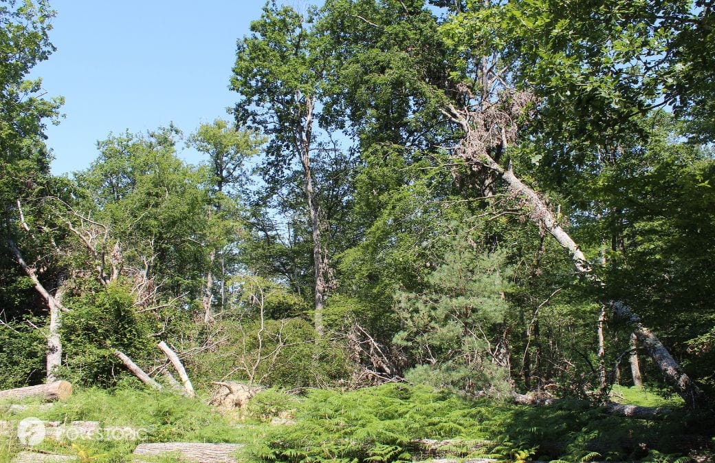 Forêt domaniale de Boulogne, dans le Loir-et-Cher (crédit photo: CC/Forestopic, juin 2026)