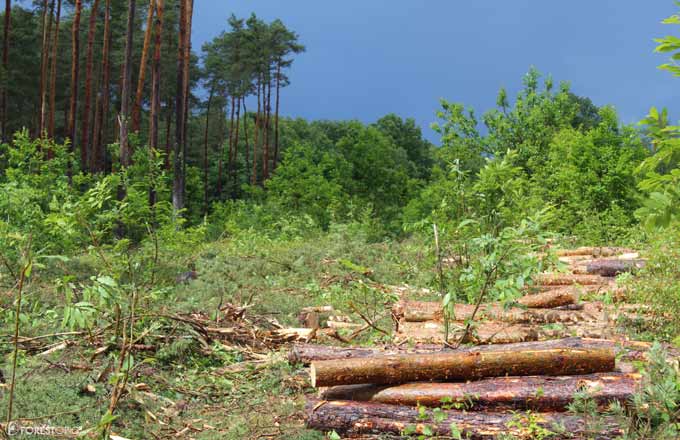 Coupe rase d’une forêt de pins sylvestres (crédit photo: CC/Forestopic)