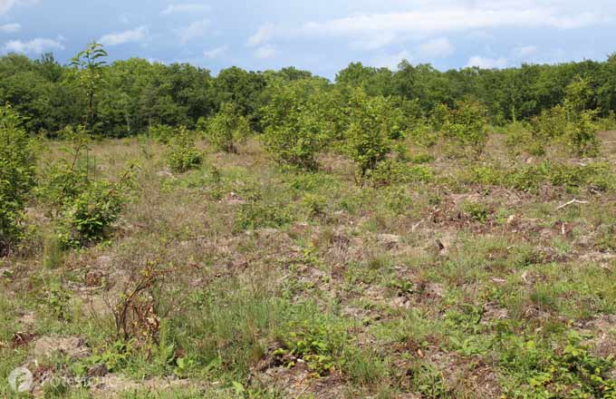 Forêt en cours de renouvellement après une coupe (crédit photo: CC/Forestopic)