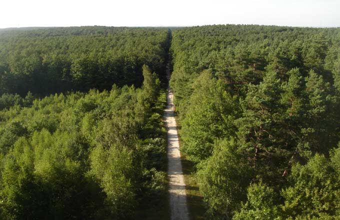 Forêt d’Orléans (crédit photo: droits réservés)