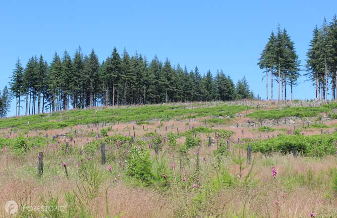 Reboisement dans le Morvan (crédit photo: CC/Forestopic)