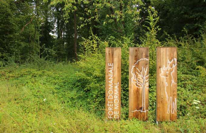 La forêt domaniale de Mormal et ses récoltes de bois ont déjà fait couler de l’encre