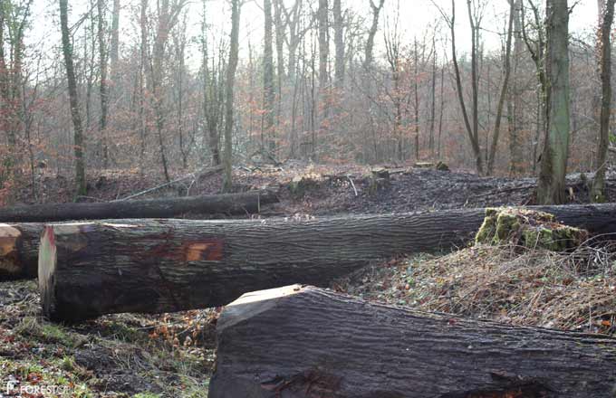 Ressource forestière: vers un trou de production pour le chêne