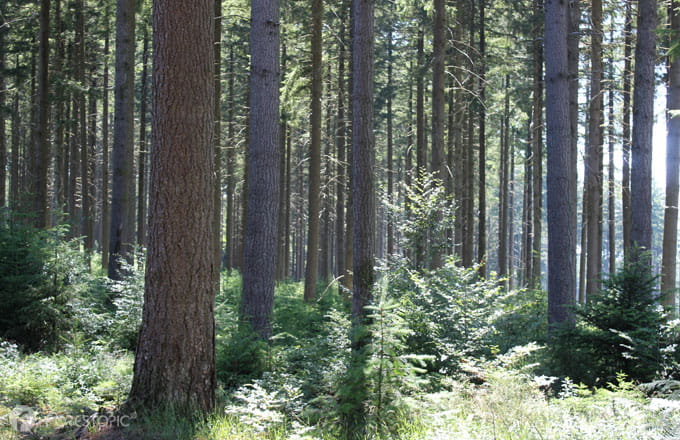 Forêt résineuse (crédit photo: CC/forestopic)