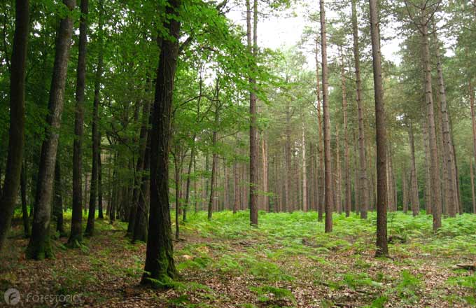 Avec le changement climatique, quels volumes de bois disponibles dans les forêts pour les années à venir?