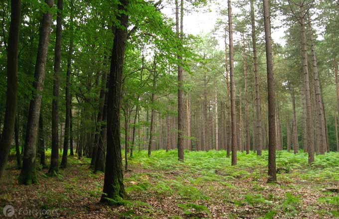 Alors que les arbres tendent à ralentir leur croissance, la forêt se renouvelle moins vite au global (crédit photo: CC/Forestopic)