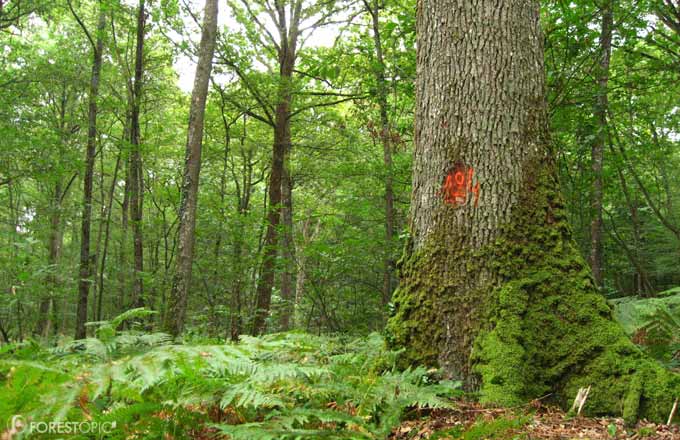 Un rapport sur la forêt accouche du consensus au forceps