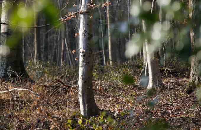 Les cinq défis du plan forêt-bois à l'horizon 2026