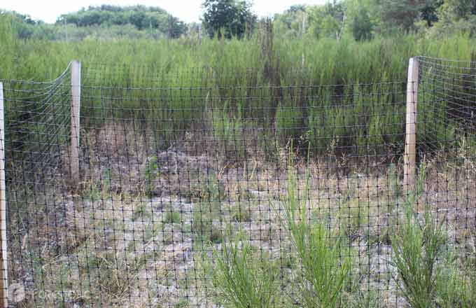 Plantation dite en «nid» à l’intérieur d’une clôture de protection contre les ongulés en forêt domaniale de Sénart (crédit photo: CC/Forestopic)