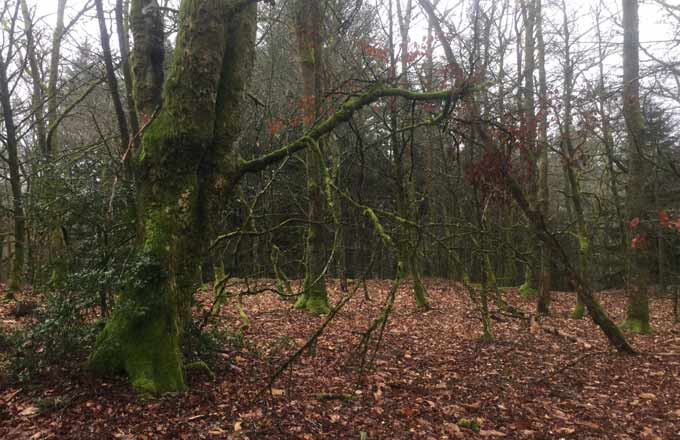 Une première forêt française rémunérée pour ses services écosystémiques certifiés FSC