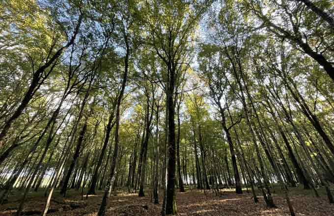 Société forestière Groupama a acquis une forêt de 315 hectares (crédit photo: Groupama Immobilier)