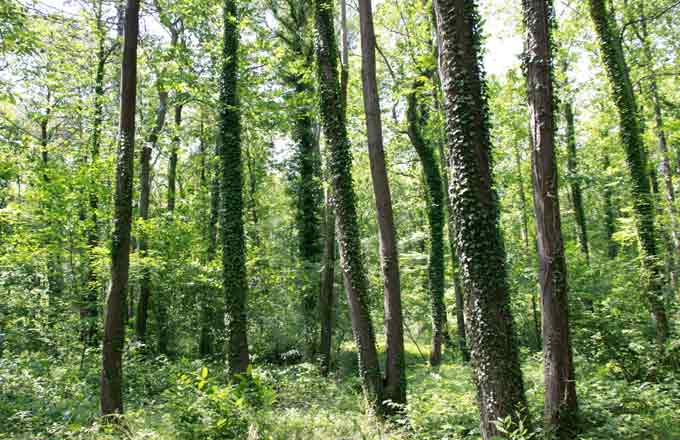 Forêt d’Île-de-France (crédit photo: F. Delaunay/Forestopic)