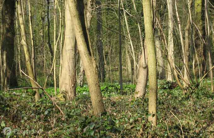 Mettre en cohérence les politiques publiques pour la forêt (CGAAER, CGEDD)