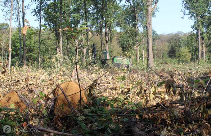 Chantier forestier en forêt domaniale de Montmorency (crédit photo: CC/Forestopic)