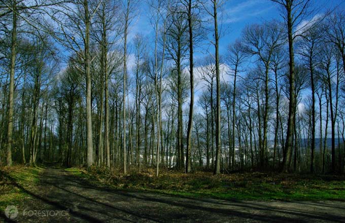 Forêt régionale des Buttes du Parisis (Île-de-France), certifiée FSC (crédit photo: CC/Forestopic)