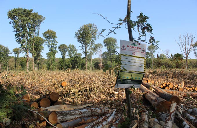 Chantier forestier dans une forêt domaniale dépérissante (crédit photo: CC/Forestopic)