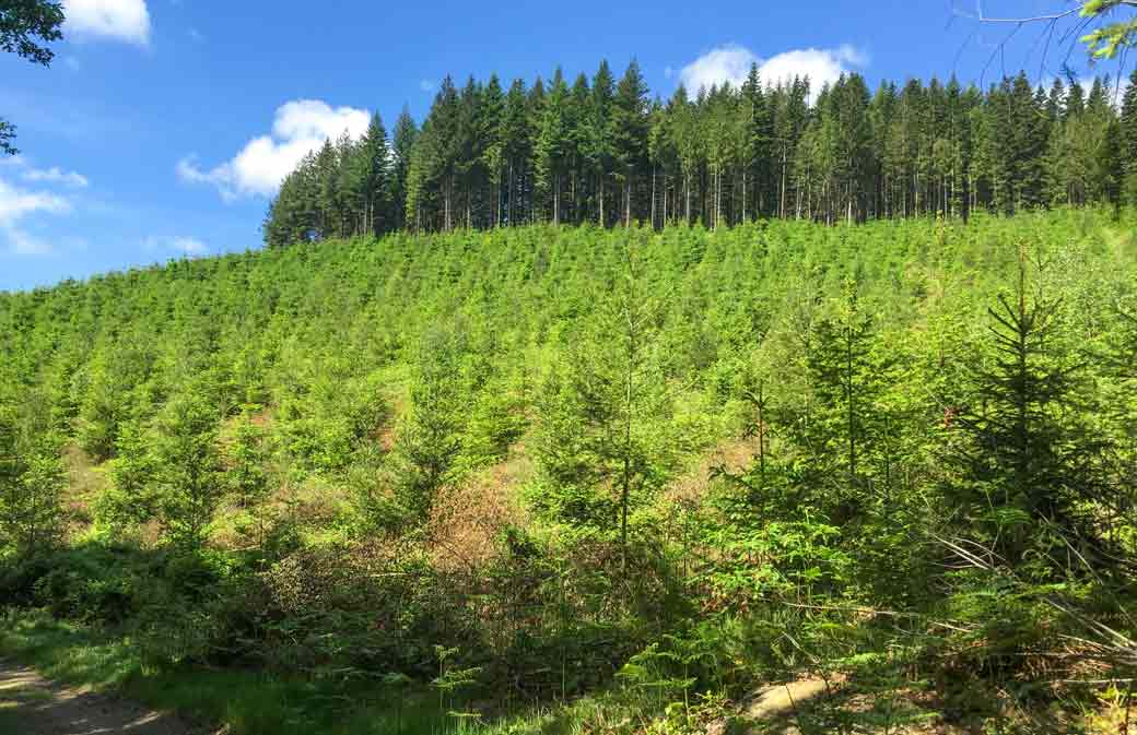 Plantation de douglas (crédit photo: CFBL)