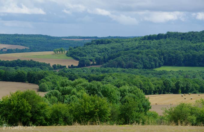 Comment la Bourgogne-Franche-Comté a conduit à une réévaluation de la ressource forestière française