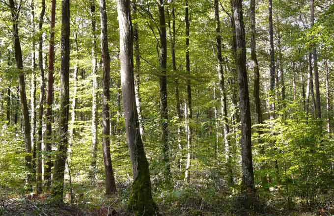 Reboiser en Bretagne: Breizh Forêt Bois à mi-parcours