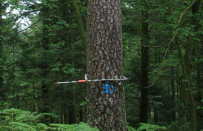 Coopératives forestières: projet de fusion et acquisition d’une scierie