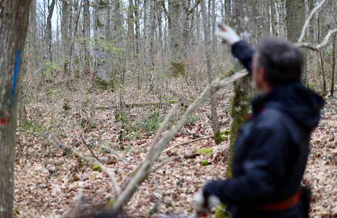 Gestion forestière dans la forêt de Sonchamp (crédit photo: Nicolas Duprey/CD 78)