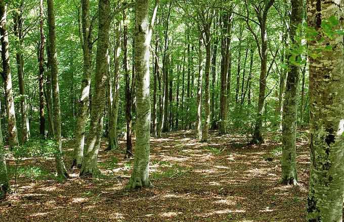 L’Occitanie veut oxygéner sa filière forêt-bois 