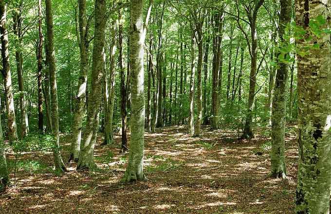 L’Occitanie entend mettre la priorité sur la valorisation des feuillus