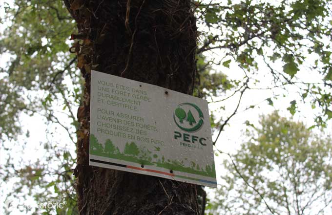 Forêt certifiée PEFC (crédit photo: CC/Forestopic)