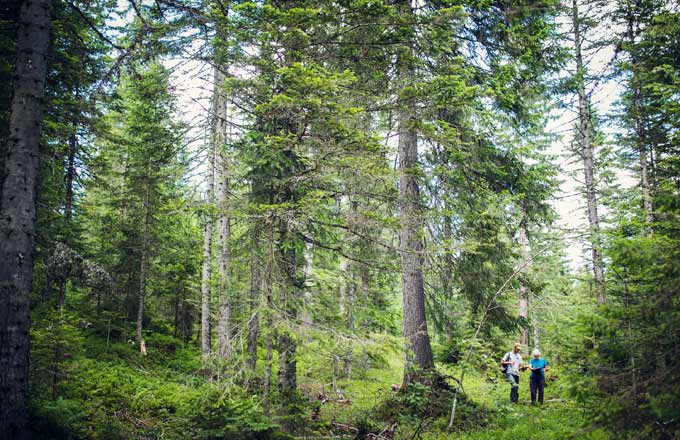 Les Sylvotrophées 2017 ont récompensé la gestion de deux parcelles forestières, l’une privée, l’autre publique