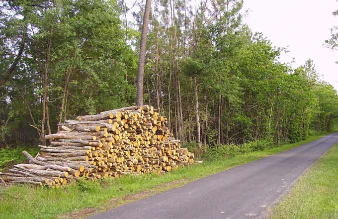 La SNBC mise sur le développement de l’utilisation du bois tout en tenant compte des usages de loisir en forêt 