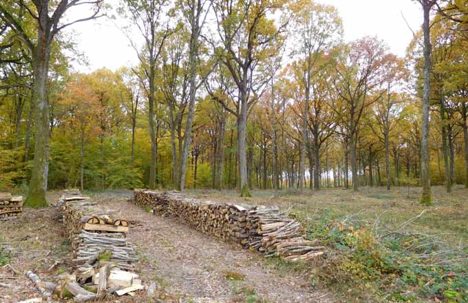 Le programme forêt-bois doit être validé par décret avant fin 2016