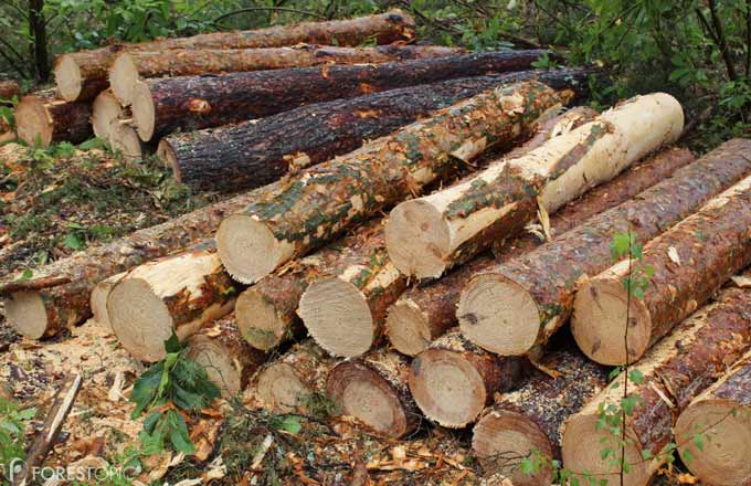 Les bois vendus sous contrats comprennent typiquement plus de 70 % de résineux